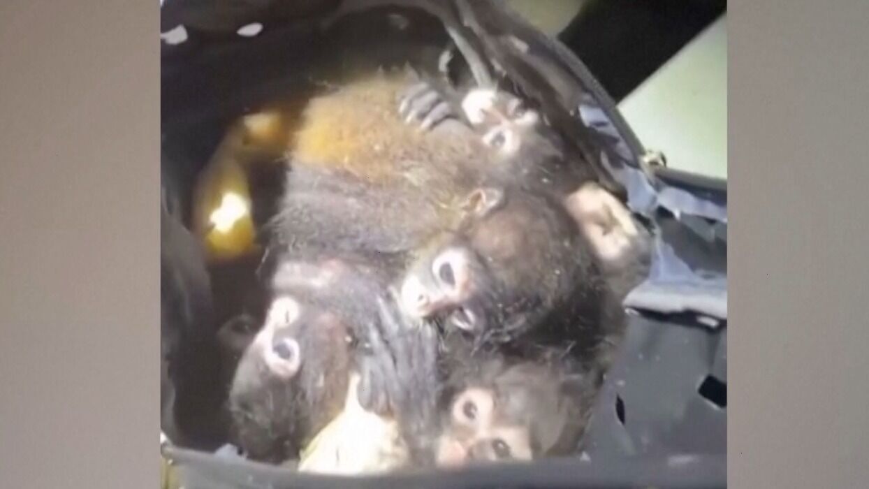 U.S. Border Patrol rescues spider monkeys found in a backpack, and more of today's top videos